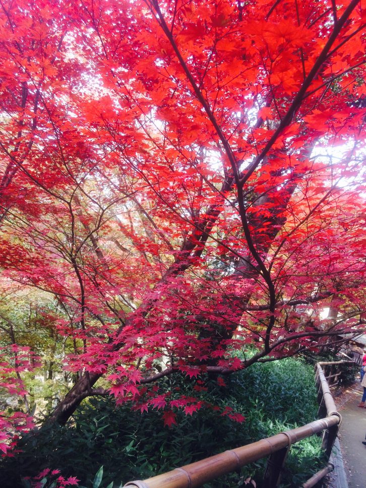 北野天満宮もみじ苑の写真