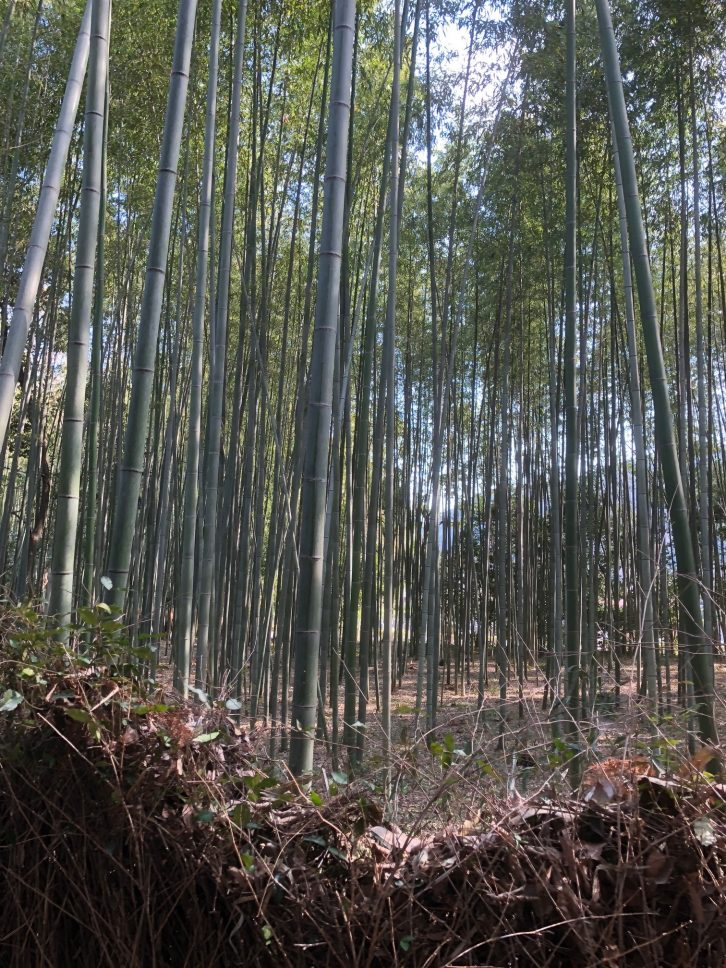 野宮神社の写真