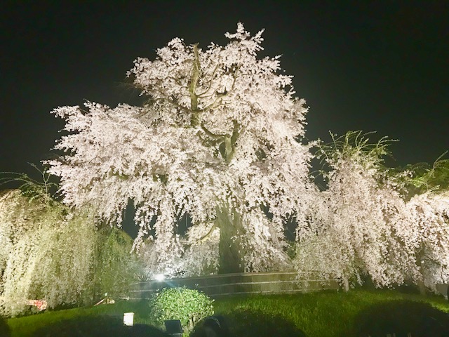 祇園の夜桜の写真