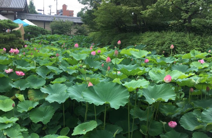 東寺の蓮の写真