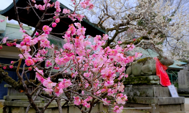 梅花祭（北野天満宮）の写真