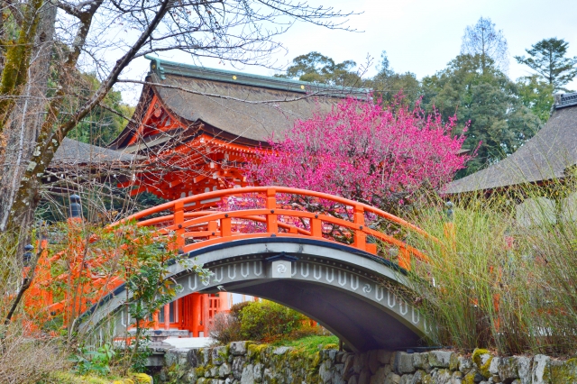 ひな祭り（下鴨神社）の写真