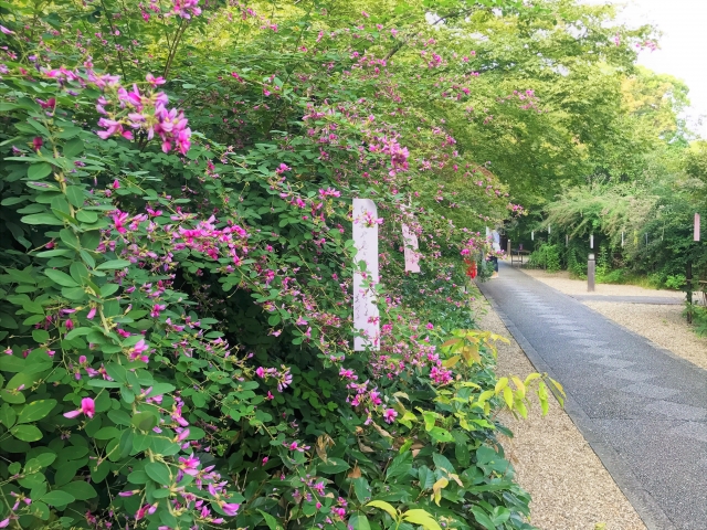 萩まつり（梨木神社）の写真