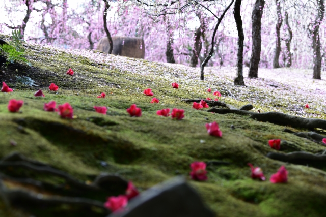 曲水の宴（しだれ梅と落ち椿）の写真