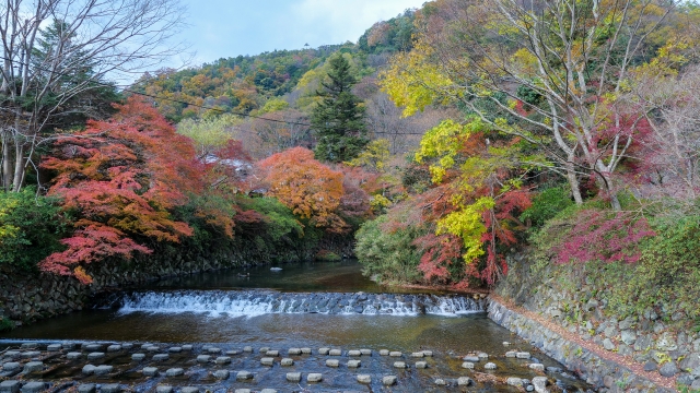 赦免地踊り（八瀬の秋の風景）の写真